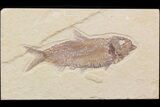 Detailed, Knightia Fossil Fish - Wyoming #42483-1